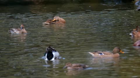 Ducks, Water, Fun, Waterfowl, Animal, Slow Motion