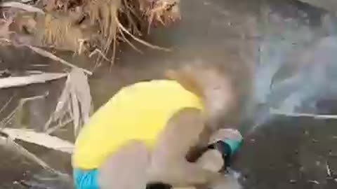baby monkey playing in the water #shorts #shortsvideo #shortsfeed #subscribe