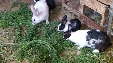 Raising rabbits #Raising #rabbits