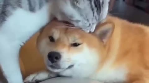 Hilarious Dogs and Cats: A Comedy Compilation 🐶😺