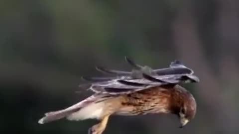 Red tailed hawk hovers in a stiff wind to stand a ground for prey.