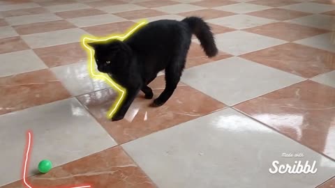 The cat plays with the ball, celebrity video in the spotlight