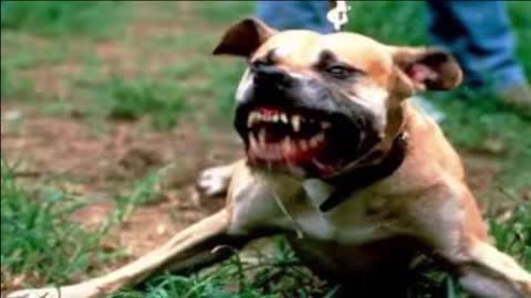 Violent Pitbull attack Dogs - compilation 2014\ # Pittbull_Attack Dogs