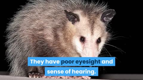 Facts about the opossum
