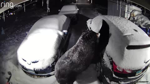 Bear Breaks into Car Covered in Snow