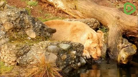 A healthy lioness is drinking water from a lake.