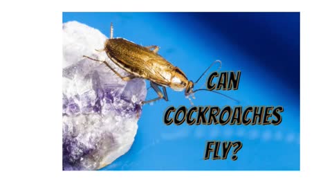 Can Cockroaches Fly? 😃Learn the answer in this 1 minute Summary!- 😃 #shorts