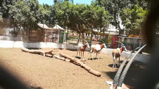 Visitors Enjoyed Seeing Rare White Horned Oryx