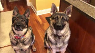 German Shepherds Birthday Message