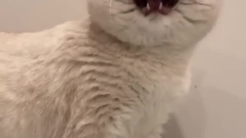 Cute cat meowing to attract his owner to give him attention