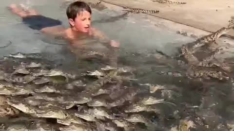 Amazing kid playing with baby crocodile