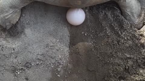 Turtle babies being born