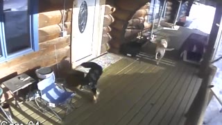 Moose Chases Dogs onto Porch