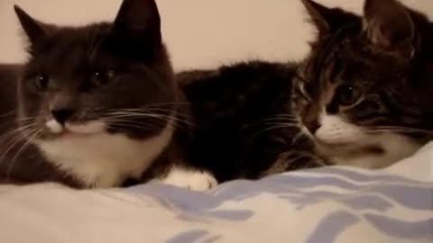 Funny animals two cats