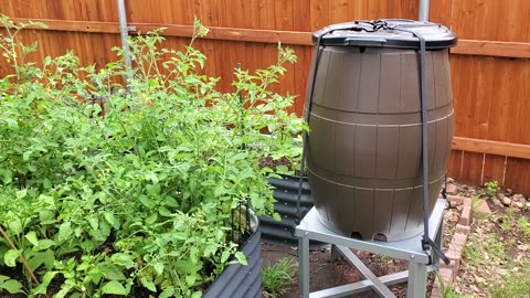 Implementing a rain barrel for the raised bed garden. #8