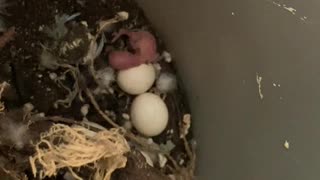 Newborn Baby Budgie