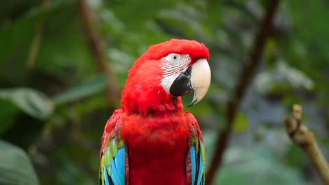 Bird macaw