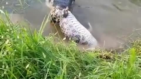 crocodile smash alligator