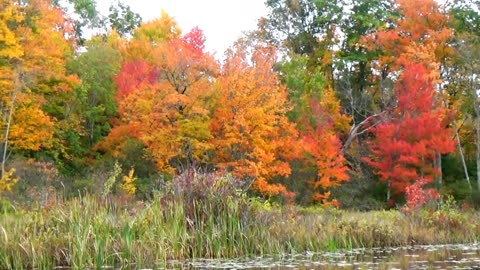 Foliage