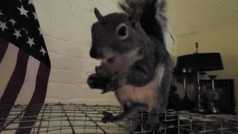 Cajun Squirrel eating Cajun Boiled Peanuts!