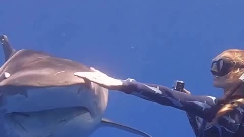 Swimming with a Tiger Shark