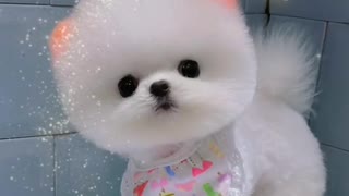 beautiful pomeranians