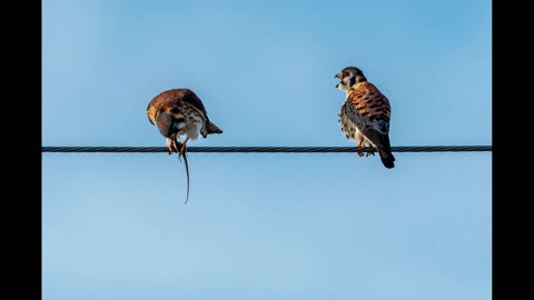 American Kestrels Mating Behavior