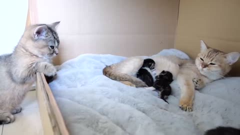 Kitten Kiki keeps an eye on baby kittens for a long time