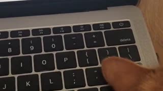 Cat Refuses To Get Off Keyboard, Becomes Part Of 'Enter' Key