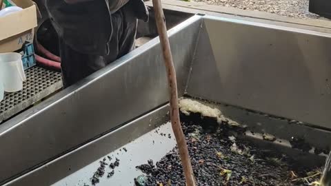 Jacky Preys unloading a gondola full of Pinot Noir into the winery