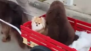 Perro Terranova arrastra a cachorros en un carrito