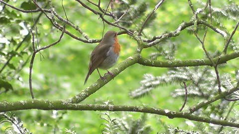 Robin Bird singing