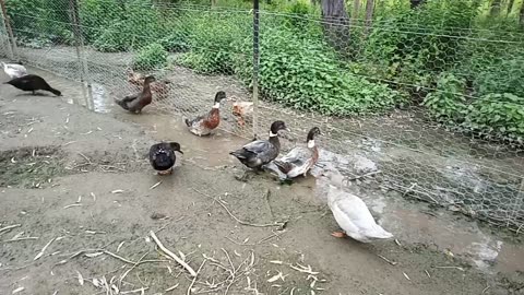 Muscovy cross Ducks