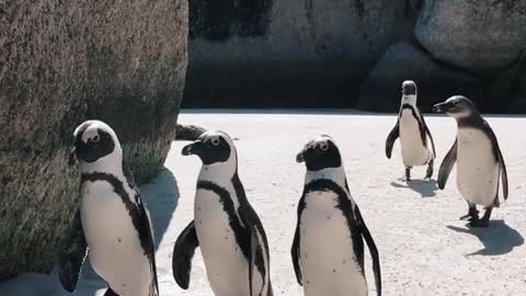 African Penguins - The Most Adorable Penguin Species