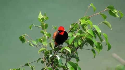 Southern Red Bishop (Euplectes orix)