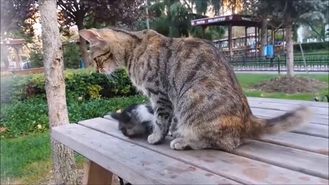 Kitten playing with its mother's tail