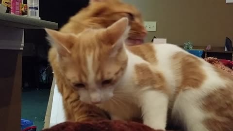 Mango is a perfect mother cat, for a Tom