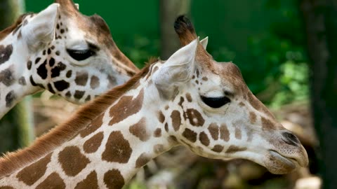 Giraffe Long Jibe Head Chew