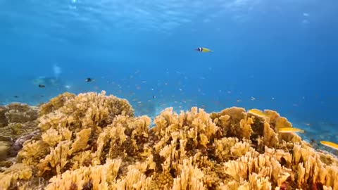 Under The Sea 4K - Scenic Wildlife Film With Calming Music