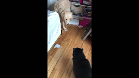Dog is scared of big black cat