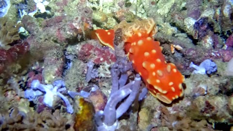 The beautiful and fascinating strawberry nudibranch