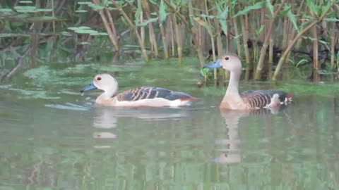 Natural habitat and feeding activities Indian lesser whistling ducks