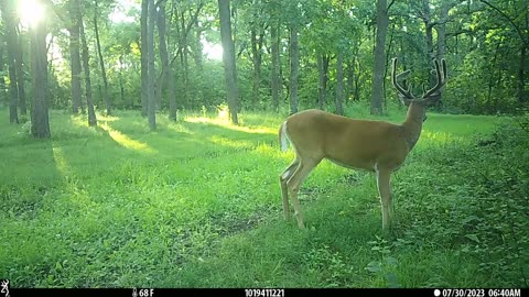 Bucks early July morning