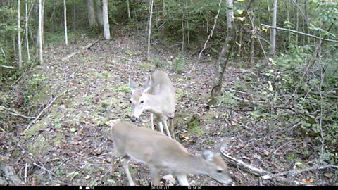 Doe and fawn 10-6-2023
