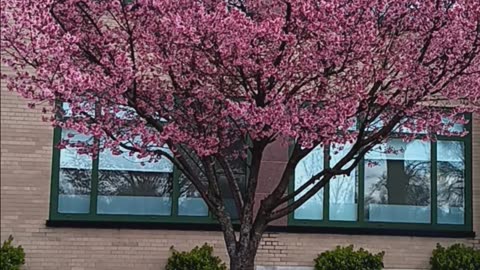 Cherry Blossom.