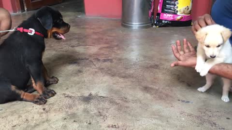 Max meet chulbul😄 || Rottweiler puppy with pomeriyan puppy #Rottweiler #pomeriyan #puppy