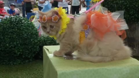 PET FESTIVAL PHILIPPINES. FUNNY PET FASHION SHOW, CEBU