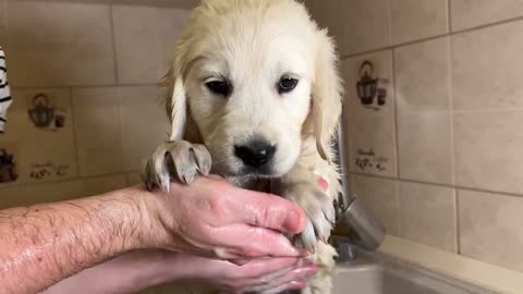 Mia's Golden Retriever Puppy's First Bath! [Cutest Video Ever]