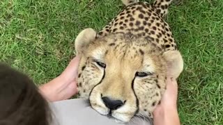 Did you know that cheetahs are .....?