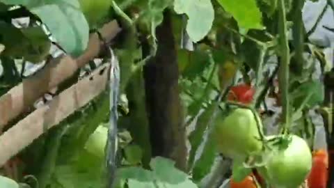 Viral shorts-Cultivation of tomatoes bears fruit